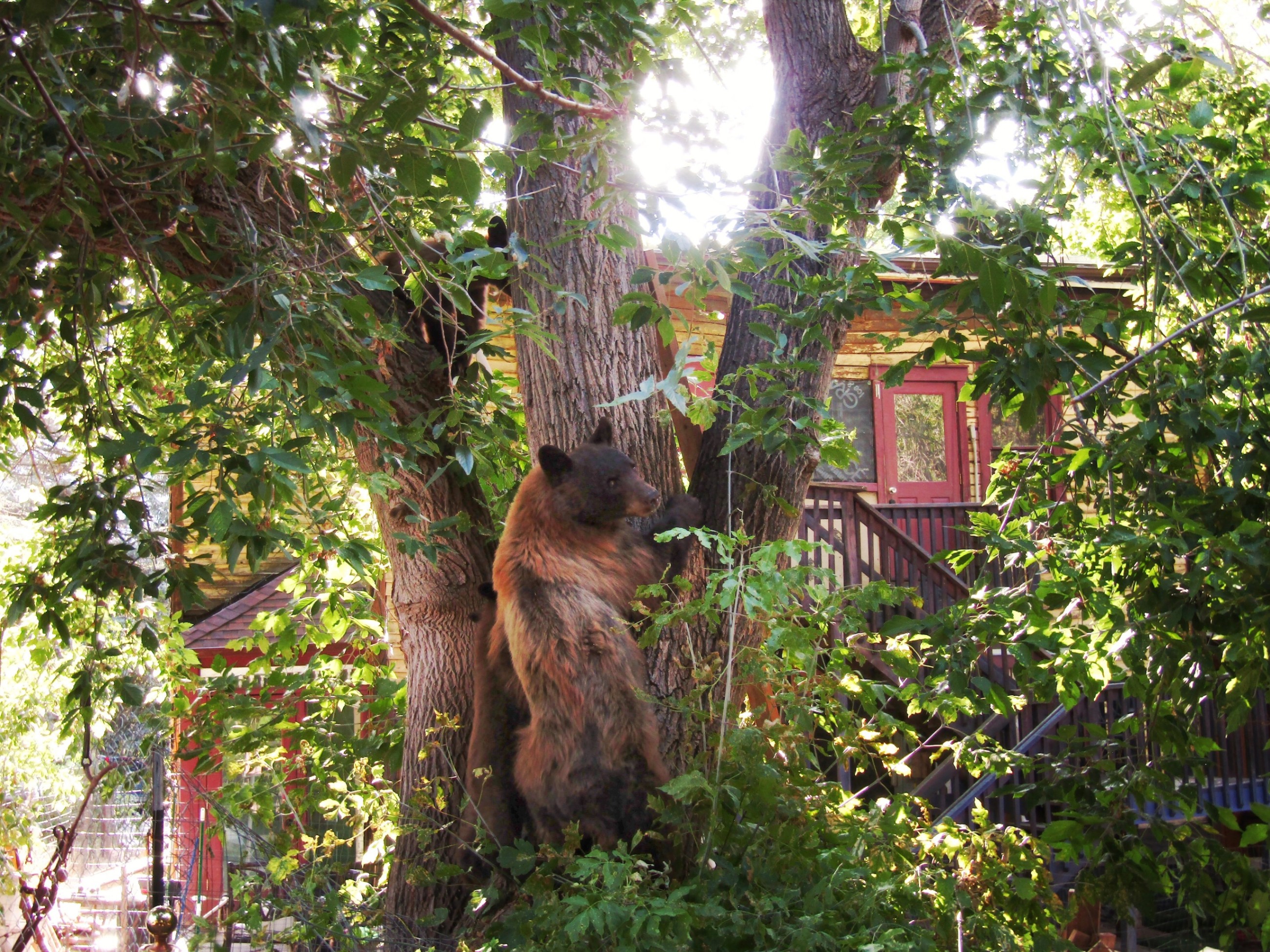 Bear necessities